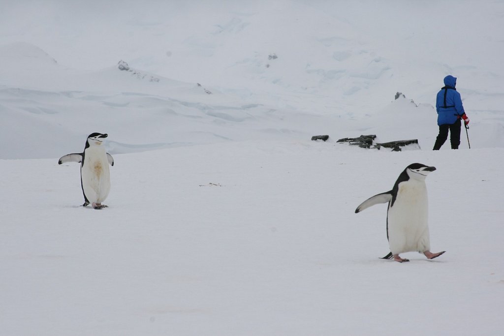 2 Pinguine