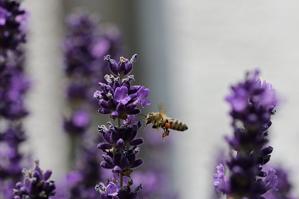Bienen + Lavendel (3)