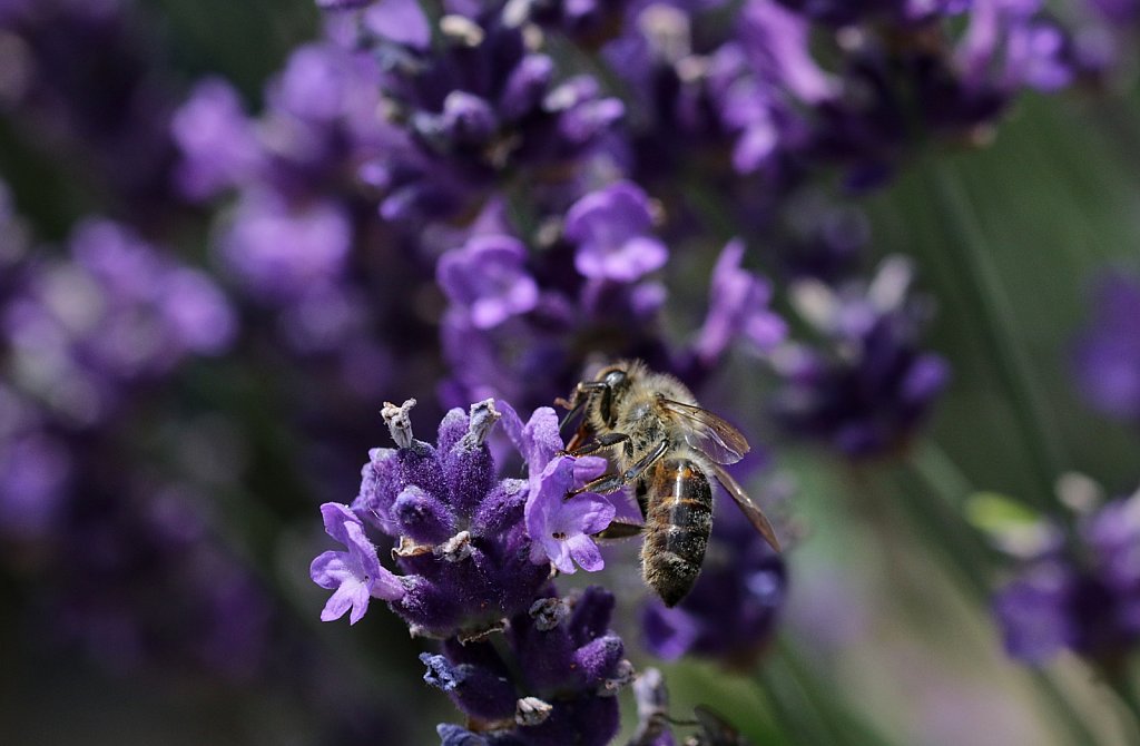 Bienen + Lavendel (2)