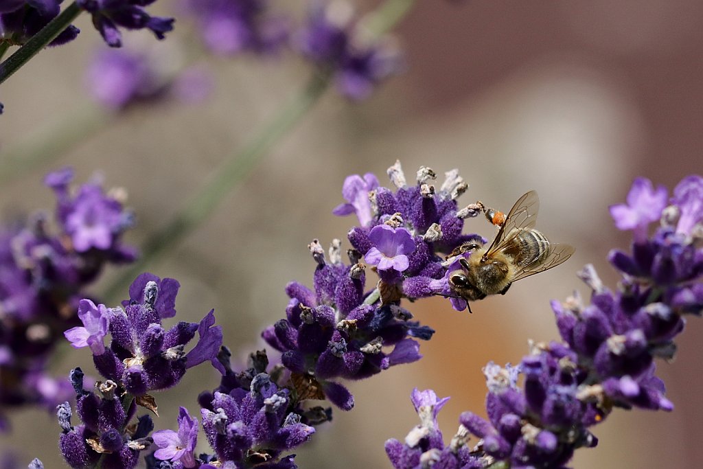 Bienen + Lavendel (1)